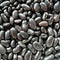 Cherokee Trail of Tears Bean